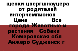 щенки цвергшнауцера от родителей интерчемпионов,   › Цена ­ 35 000 - Все города Животные и растения » Собаки   . Кемеровская обл.,Анжеро-Судженск г.